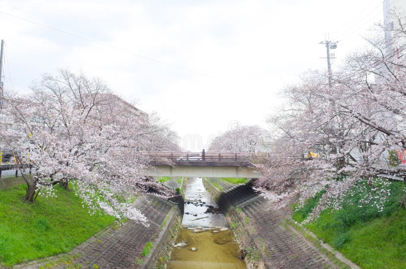 Sakura And River Stock Photo Image Of Building Sakura 143916870