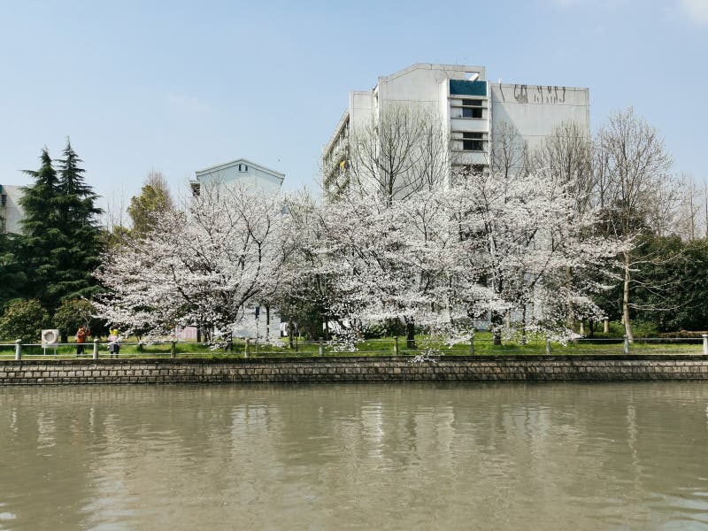 Sakura, rivieroever, Hangzhou royalty-vrije stock afbeelding Sakura, rivieroever, Hangzhou royalty-vrije stock afbeelding