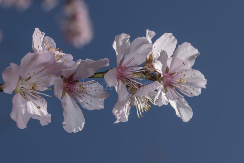 Sakura rosa blommablomningar royaltyfri fotografi Sakura rosa blommablomningar royaltyfri fotografi