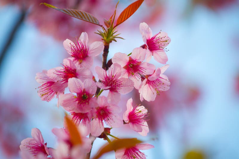 Sakura rosa färgblomma arkivbild Sakura rosa färgblomma arkivbild