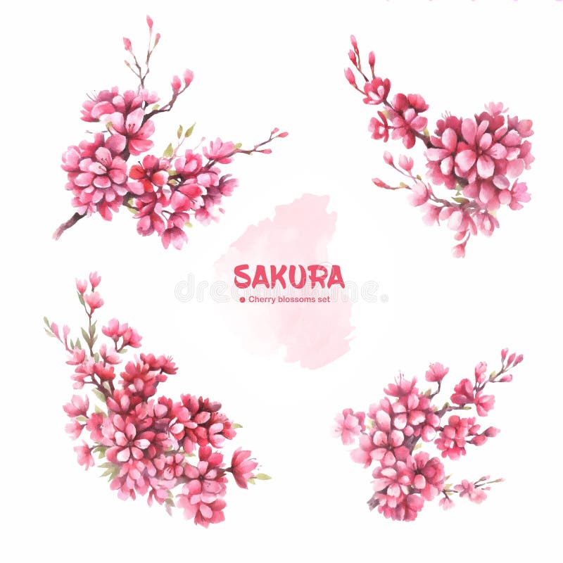  Sakura. Spring Cherry Blossom Branch. Set. Watercolor Illustration ...