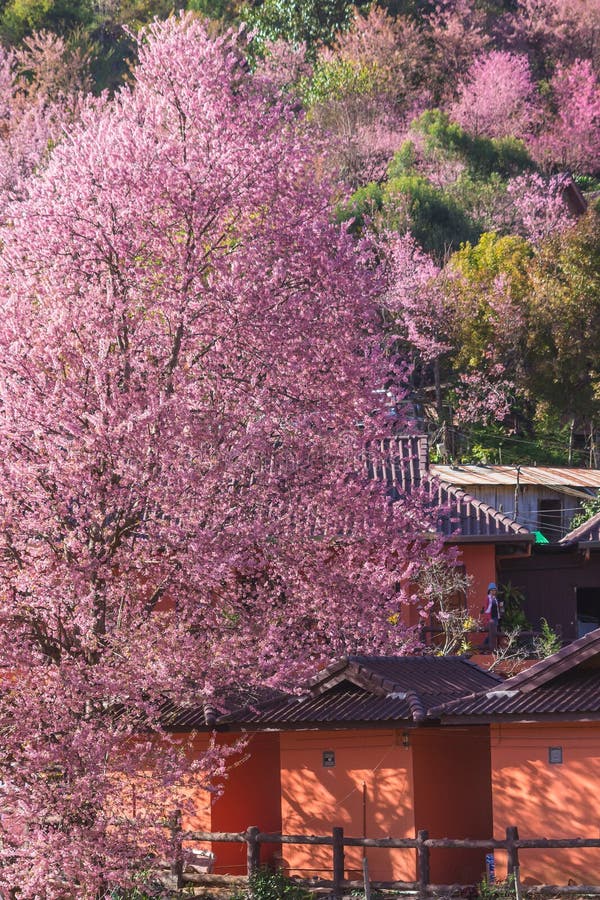 Sakura Thailand- oder Kirschblütenblumenblüte auf dem kleinen Dorfberg Vor Holzhaus im Norden von Thailand, stockfotos Sakura Thailand- oder Kirschblütenblumenblüte auf dem kleinen Dorfberg Vor Holzhaus im Norden von Thailand, stockfotos
