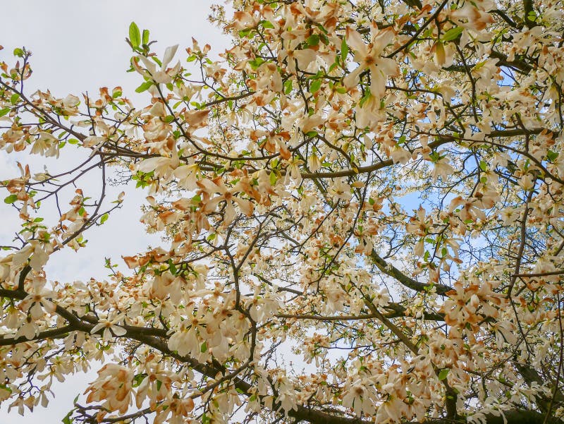 Sakura tree blossom stock photo. Image of bloom, tree 94475964