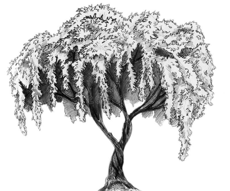 tree pencil sketch tree pencil sketch
