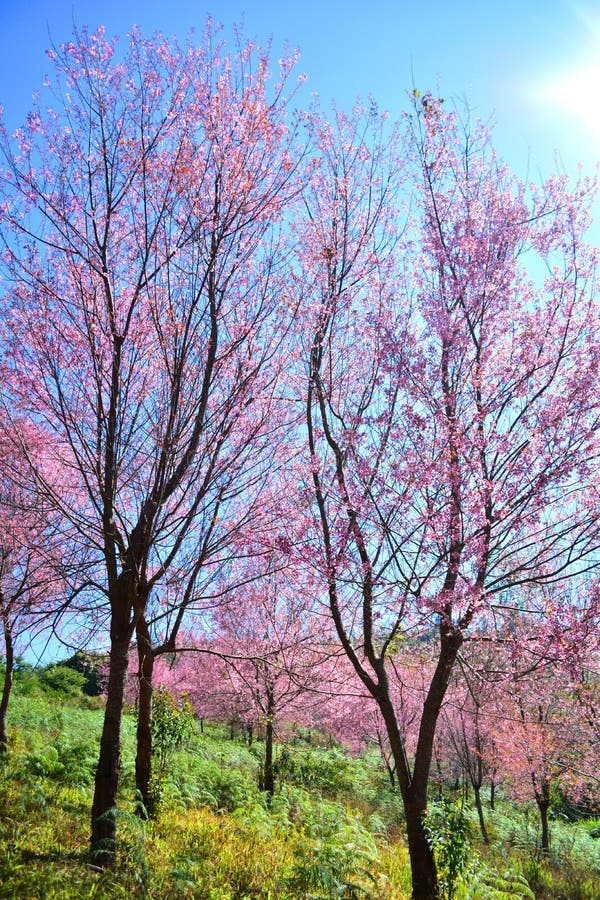 Sakura Tree Stock Photo Image Of Pink Plant Flower 49206584