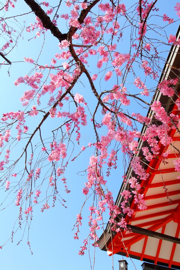 Sakura tree and temple stock photo. Image of kyoto, japan - 38454906