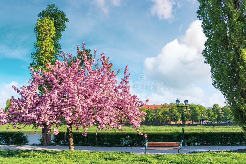 Sakura träd i blomning på invallningen arkivbilder Sakura träd i blomning på invallningen arkivbilder