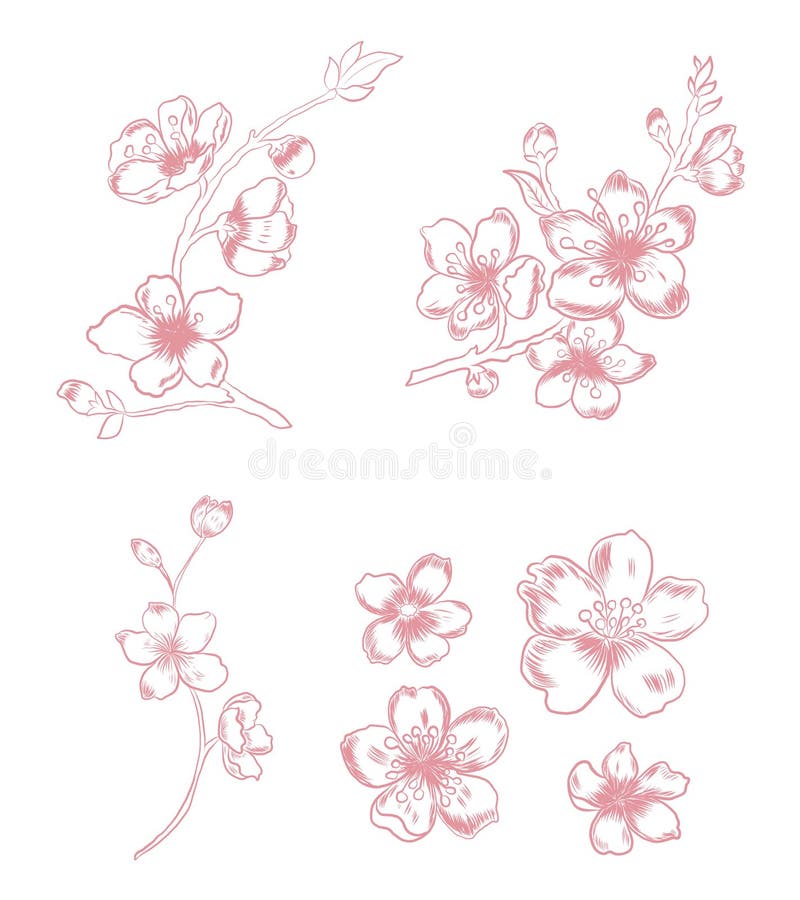 Sakura Vector Illustration For Tattoo Style Cherry Blossom Vector Stock Vector Illustration Of Design Card 184982431