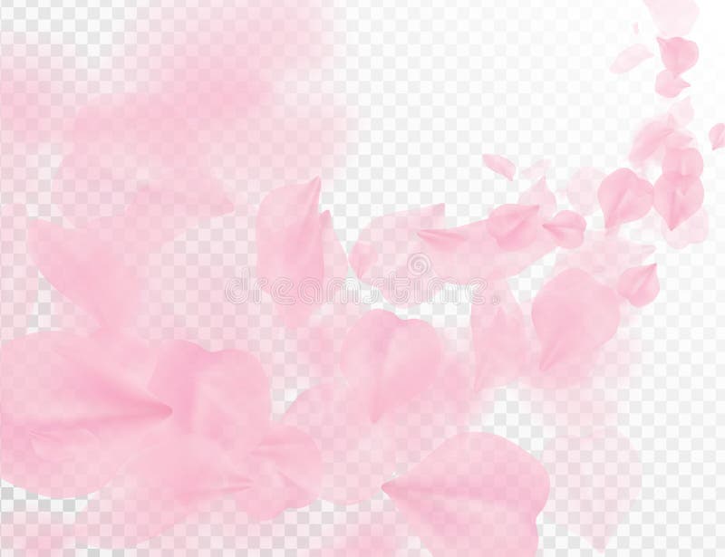 Sakurabloemblaadje die vectorachtergrond vliegen Roze die de golfillustratie van bloembloemblaadjes op transparant wit wordt geïs