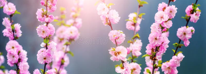 Sakurablomning. stora lush sakura-blommor på ett träd med mörk bakgrund i soligt väder royaltyfri fotografi