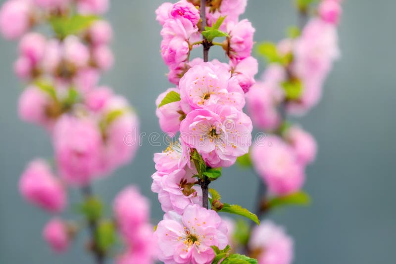 Sakurablomning. stora lush sakura-blommor på ett träd med mörk bakgrund i soligt väder royaltyfria bilder