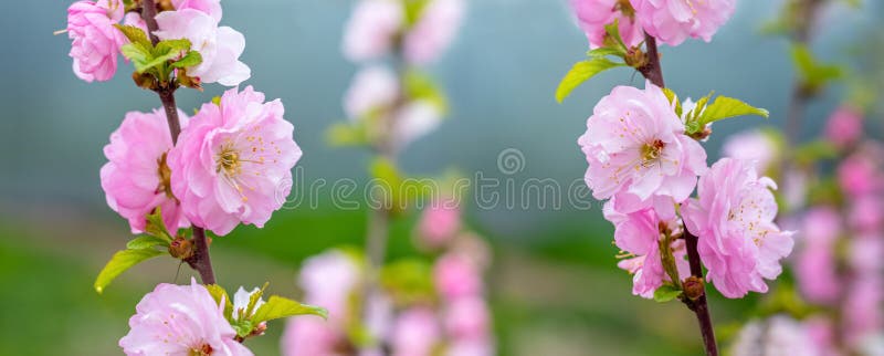 Sakurablomning. stora lush sakura-blommor på ett träd med mörk bakgrund i soligt väder royaltyfria foton