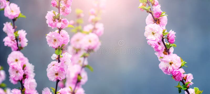 Sakurablomning. stora lush sakura-blommor på ett träd med mörk bakgrund i soligt väder arkivfoto