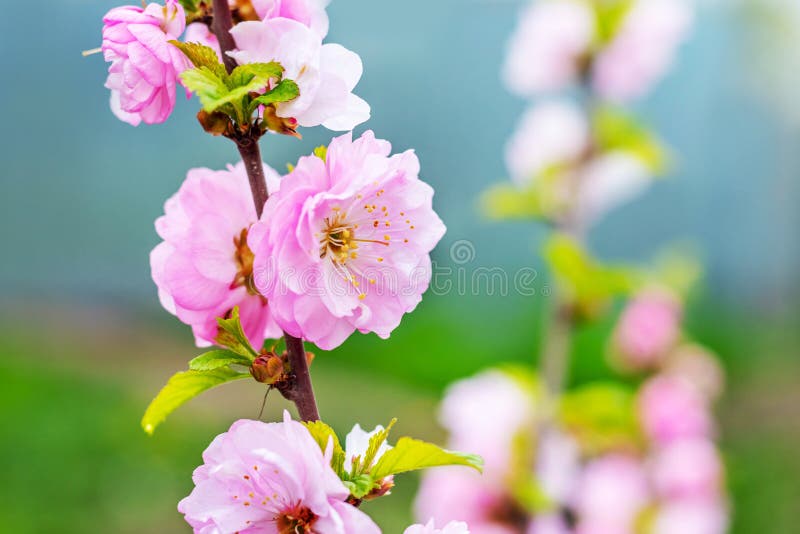 Sakurablomning. stora lush sakura-blommor på ett träd med mörk bakgrund i soligt väder fotografering för bildbyråer