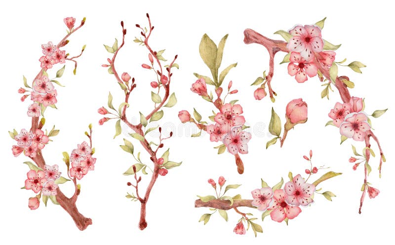 Sakuratak met de illustratie van de bloemenwaterverf Het boeket van het bloesembloemblaadje