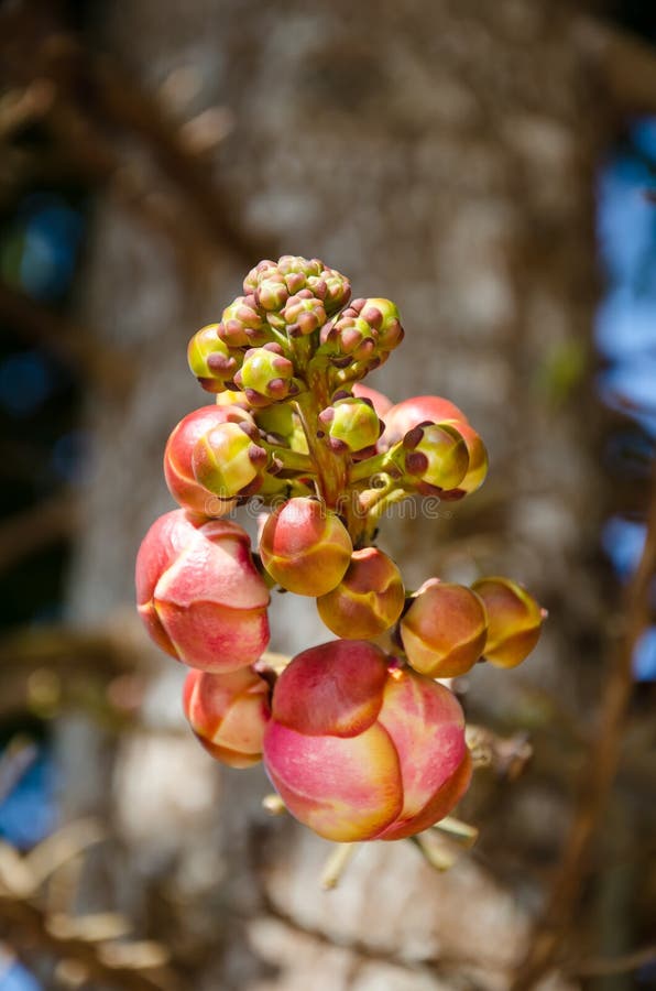 Sal flower stock photo. Image of floral, background, flower 84541452