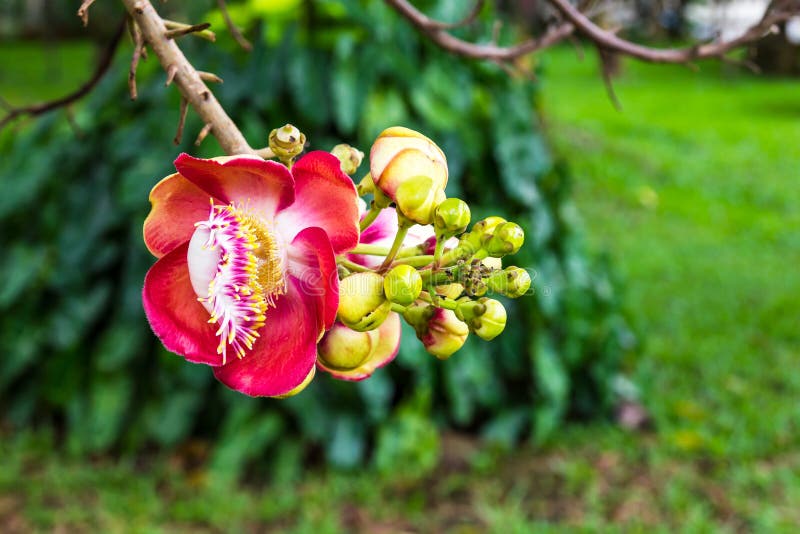 Sal flowers blossom stock photo. Image of cannonball 43036346