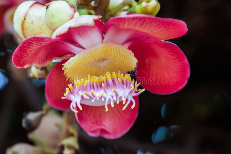 Sal flowers stock image. Image of single, india, close 44043133