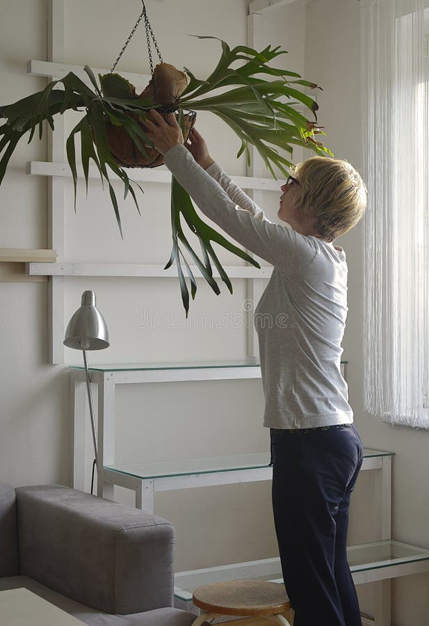 A sala floresce na prateleira nos interiores imagem de stock royalty free