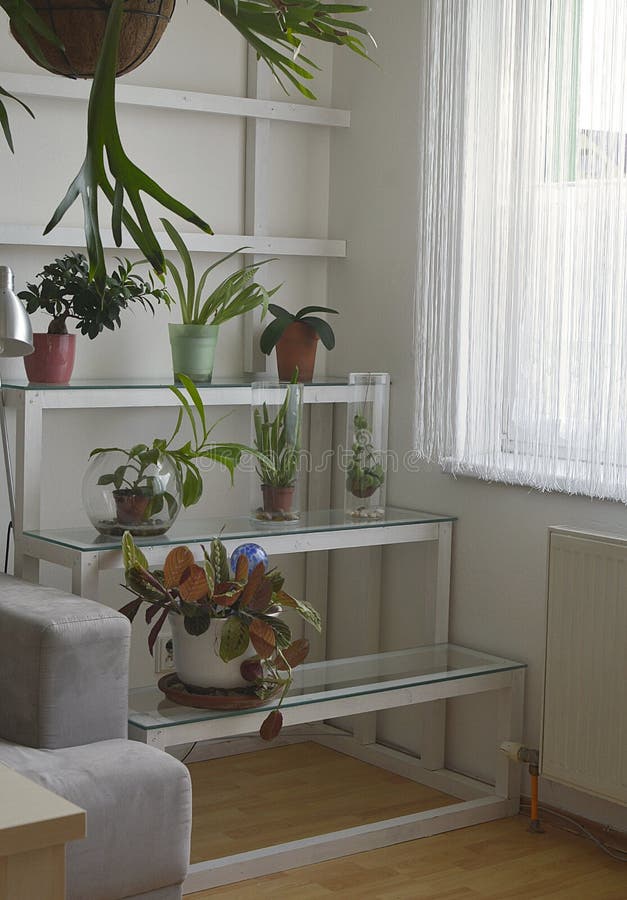 A sala floresce na prateleira nos interiores foto de stock royalty free