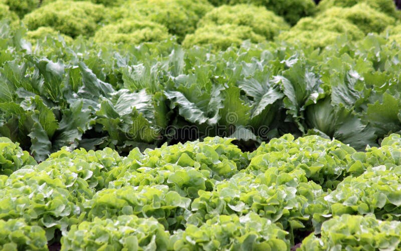 Salad garden bed stock image. Image of endivja, path, chicory 3382123