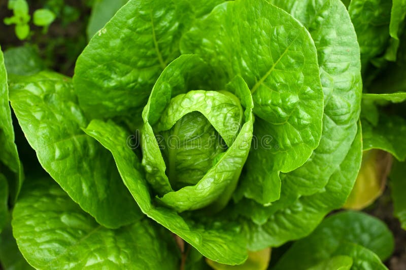 Salad head stock image. Image of summer, outdoor, cabbage 16534377