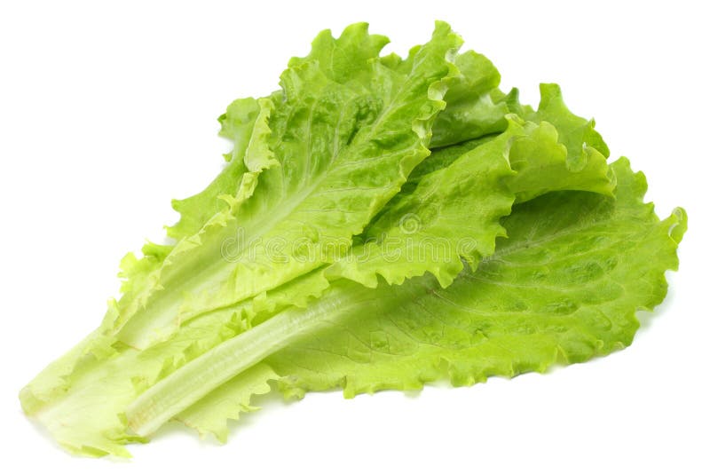 salad leaf isolated on a white background