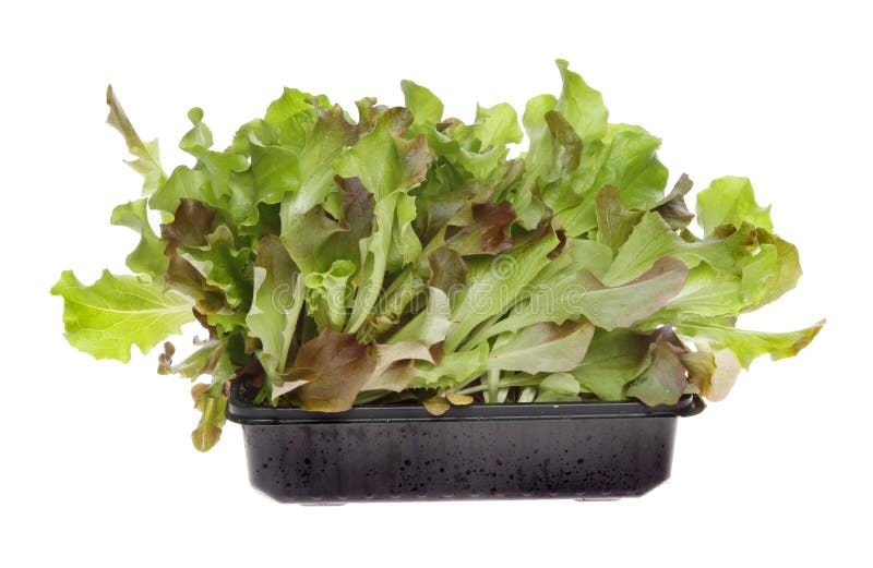 Salad leaves