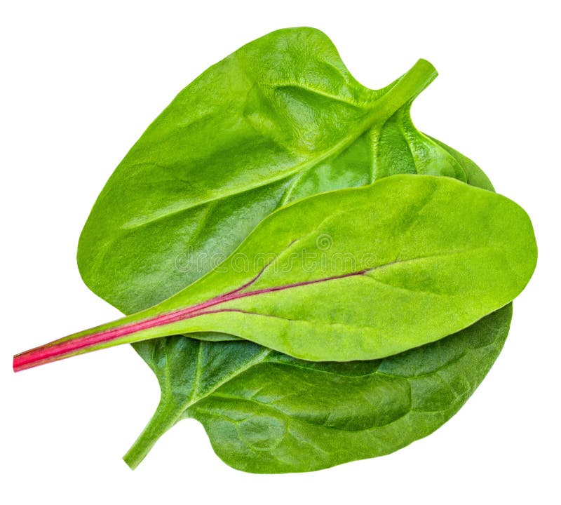 Salad Leaves with Spinach, Radicho Leaf Isolated on White Background