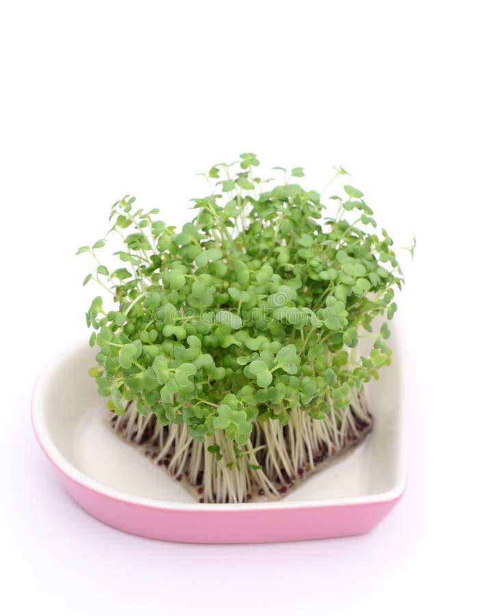 Salad mustard cress stock image. Image of cook, gourmet 43502099