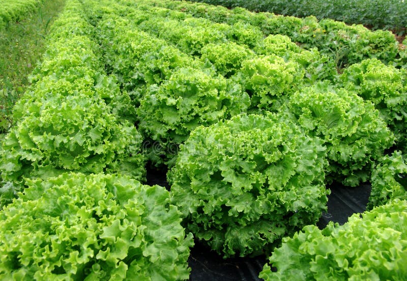 Salad plant stock photo. Image of green, endive, vegetables 10221534