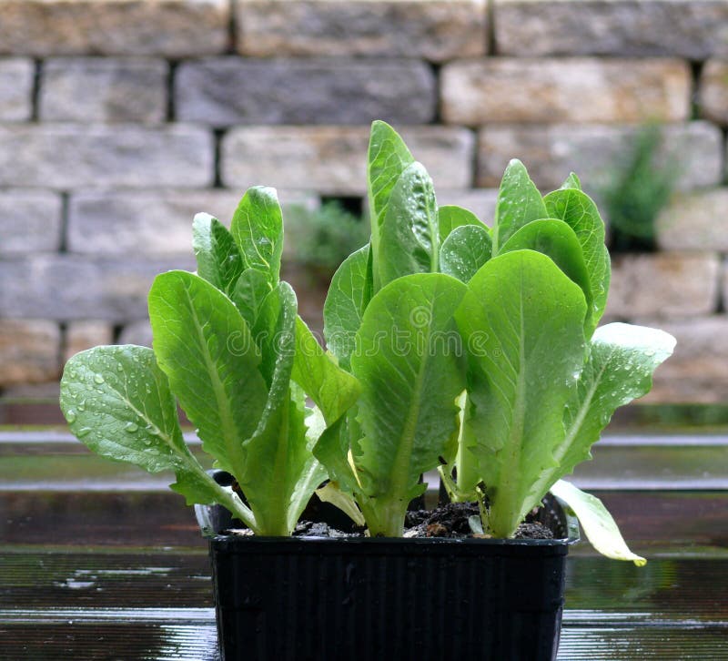 Green salad stock photo. Image of lollo, dish, preparation 24976746