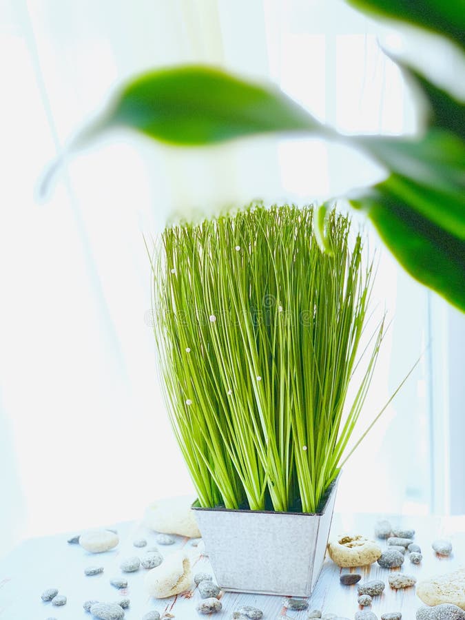 Beautiful decorative green grass in a pot, on a white background, with sea stones. royalty free stock photography Beautiful decorative green grass in a pot, on a white background, with sea stones. royalty free stock photography