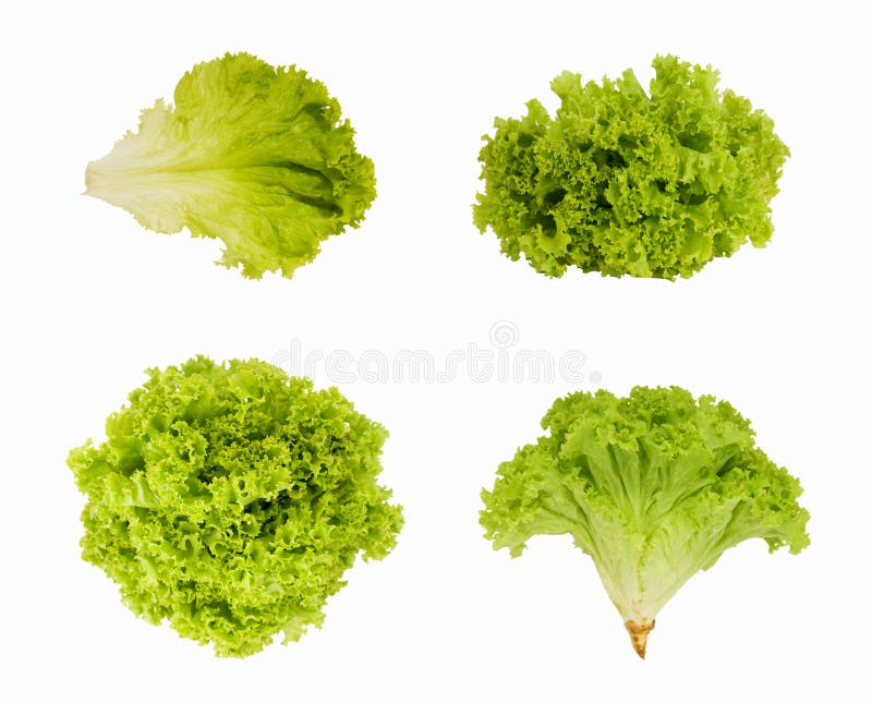 Salada verde fresca isolada no fundo branco fotos de stock royalty free Salada verde fresca isolada no fundo branco fotos de stock royalty free