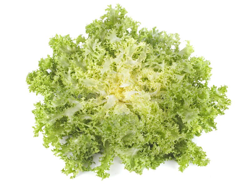 Salade de chicorée frisée e/scarole d'endive de Frisee photo libre de droits Salade de chicorée frisée e/scarole d'endive de Frisee photo libre de droits