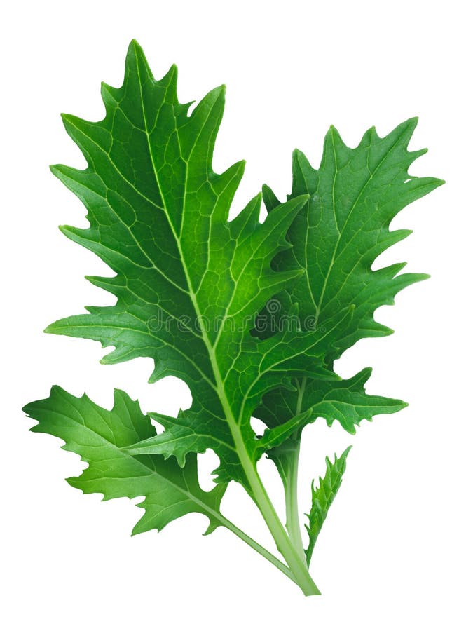 Moutarde Japonaise De Salade Feuillue De Mizuna, Chemins Photo stock Image du californie