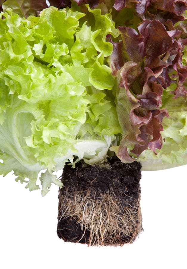 Salade fraîche avec des fonds dans la saleté image stock Salade fraîche avec des fonds dans la saleté image stock