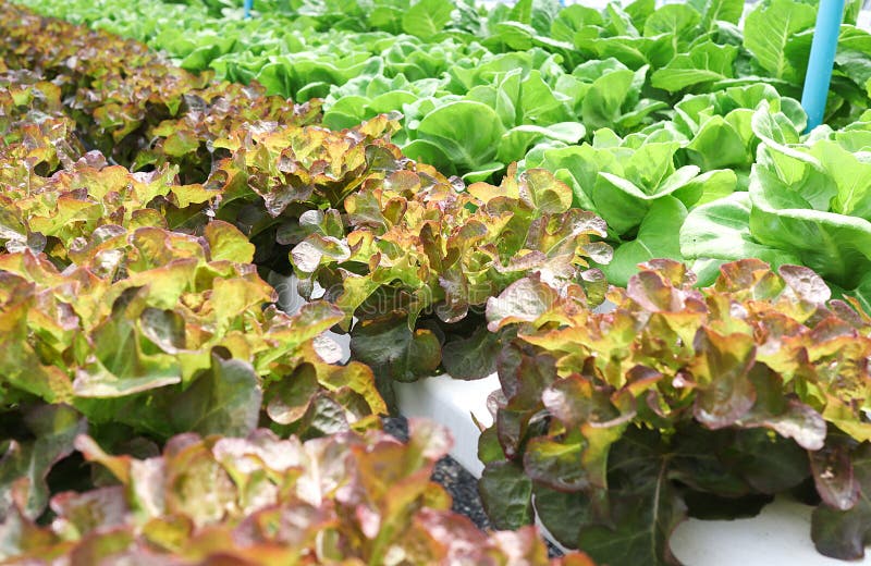 Salade hydroponique de légumes, laitue de chêne rouge image stock Salade hydroponique de légumes, laitue de chêne rouge image stock
