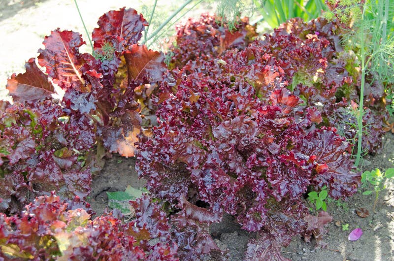 Salade rouge de feuille dans le jardin photographie stock libre de droits Salade rouge de feuille dans le jardin photographie stock libre de droits