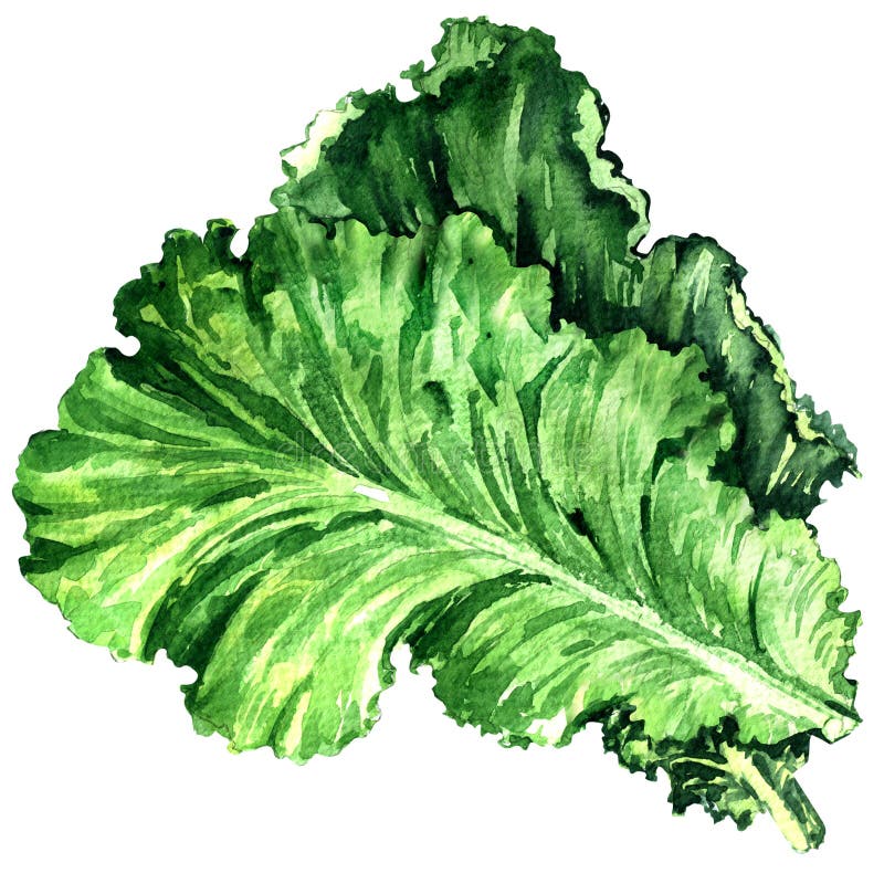 Saladeblad, verse geïsoleerde sla, waterverfillustratie op wit