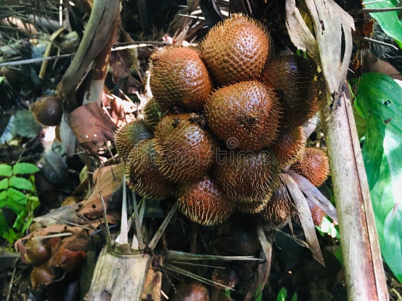 Salak tree Salacca zalacca sweet variety fruit stock photography Salak tree Salacca zalacca sweet variety fruit stock photography