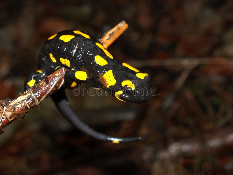 Salamander