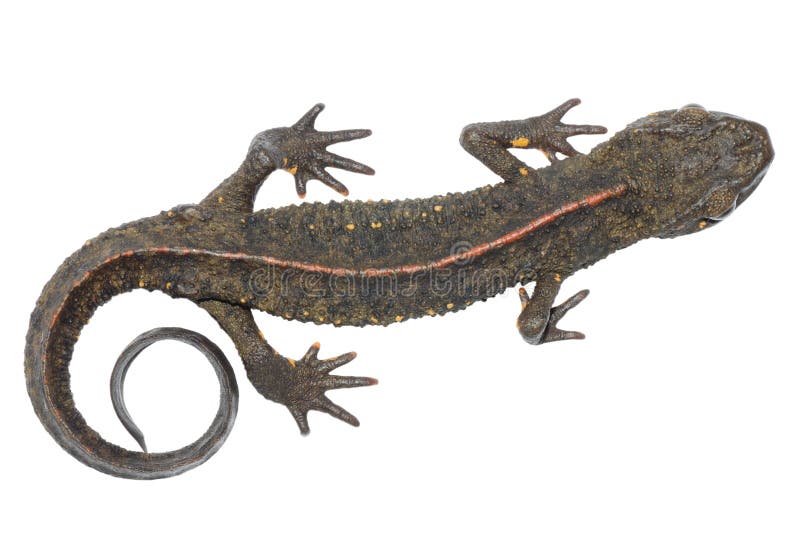 Salamander animale immagini stock Salamander animale immagini stock