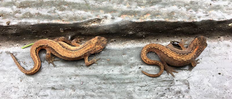 34+ Salamander Im Garten Gefunden, Wenn sie einen teich besitzen, ist