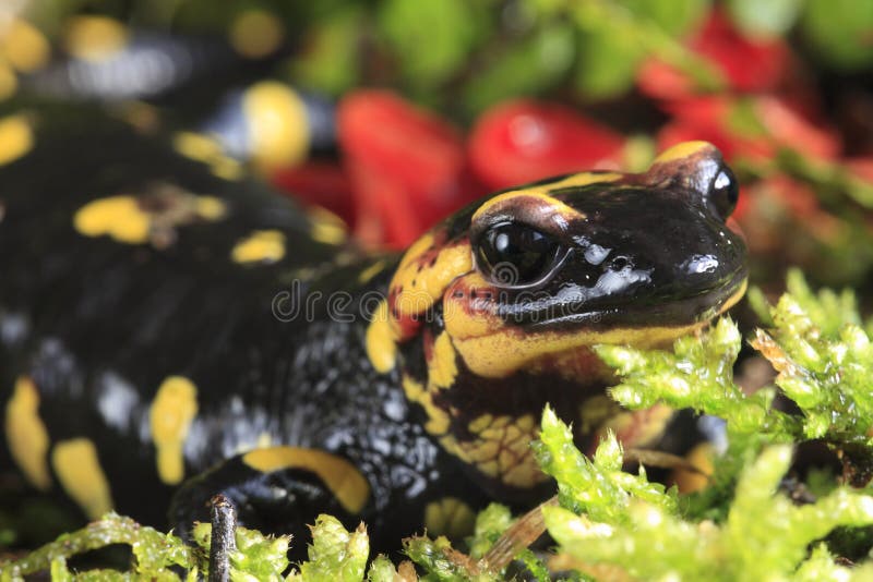 Salamandra-de-fogo fotografia de stock royalty free