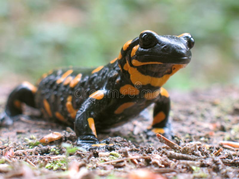 Salamandra-malhada à caça fotografia de stock