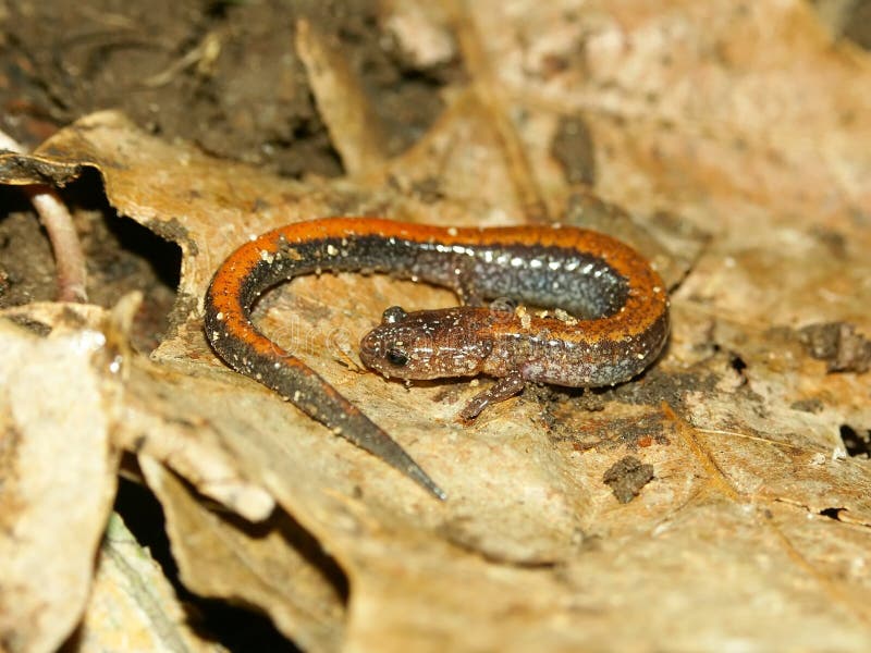 Salamander de Redback (cinereus do Plethodon) fotos de stock Salamander de Redback (cinereus do Plethodon) fotos de stock