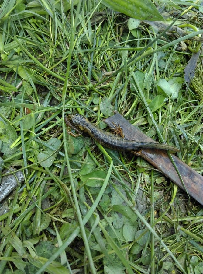 Salamander eating worm stock photo. Image of eating, salamander 54746462