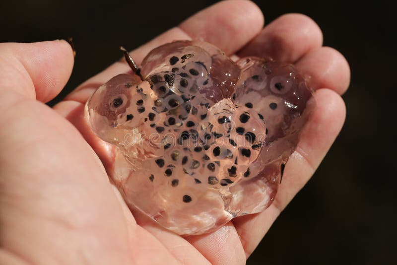 Salamander Eggs