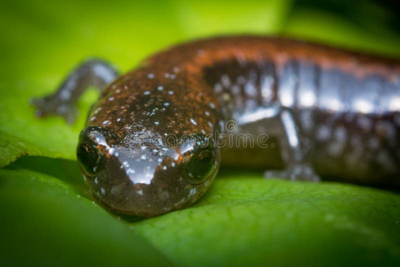 Salamander-grünes Blatt lizenzfreie stockfotos Salamander-grünes Blatt lizenzfreie stockfotos